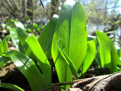 Bärlauch (Allium ursinum) an der Saar in Saarbrücken