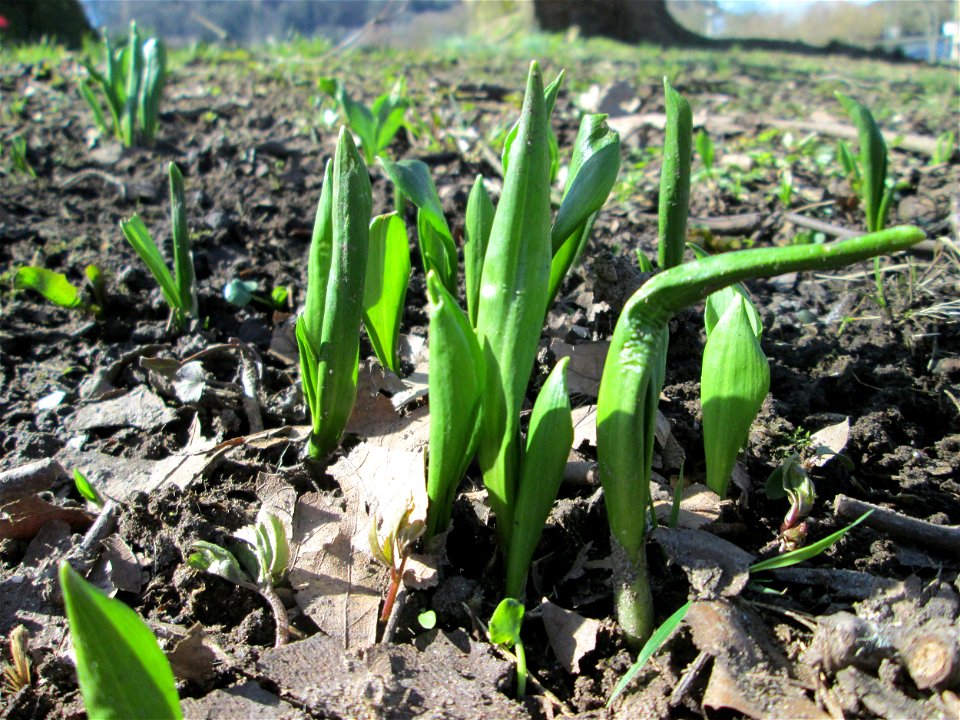 Bärlauch (Allium ursinum) auf der Halbinsel am Staden in Saarbrücken
