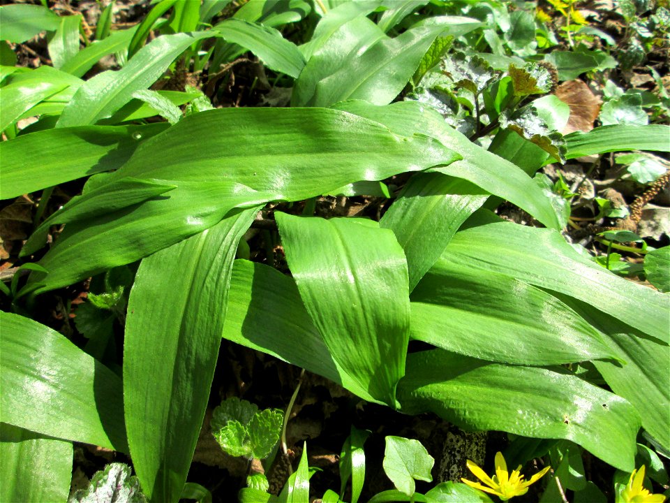 Bärlauch (Allium ursinum) im Naturschutzgebiet Alter Kraichbach hinter den Bergen im Hockenheimer Rheinbogen
