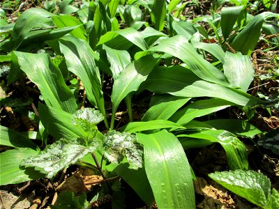 Bärlauch (Allium ursinum) im Naturschutzgebiet Alter Kraichbach hinter den Bergen im Hockenheimer Rheinbogen