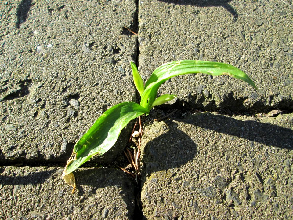 Bärlauch (Allium ursinum) in Hockenheim - ungewöhnlicher Standort mitten in der Stadt - sprießt sogar aus Bürgersteig-Ritzen