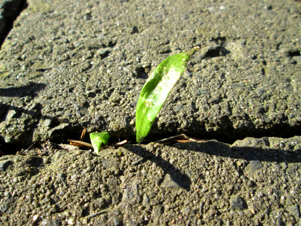 Bärlauch (Allium ursinum) in Hockenheim - ungewöhnlicher Standort mitten in der Stadt - sprießt sogar aus Bürgersteig-Ritzen