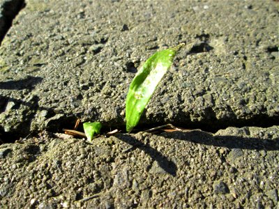 Bärlauch (Allium ursinum) in Hockenheim - ungewöhnlicher Standort mitten in der Stadt - sprießt sogar aus Bürgersteig-Ritzen