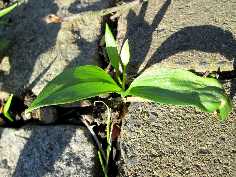 Bärlauch (Allium ursinum) in Hockenheim - ungewöhnlicher Standort mitten in der Stadt - sprießt sogar aus Bürgersteig-Ritzen