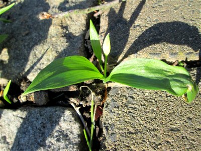 Bärlauch (Allium ursinum) in Hockenheim - ungewöhnlicher Standort mitten in der Stadt - sprießt sogar aus Bürgersteig-Ritzen