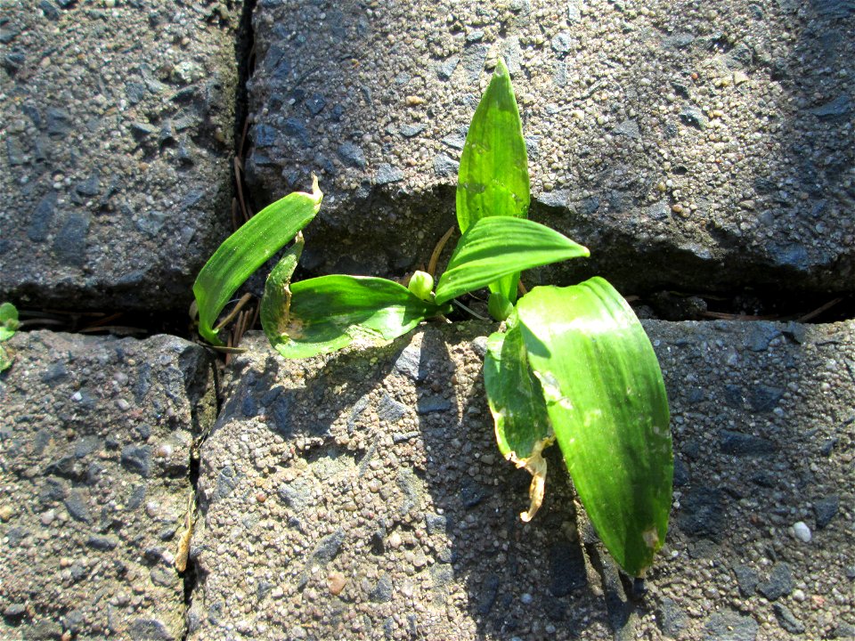 Bärlauch (Allium ursinum) in Hockenheim - ungewöhnlicher Standort mitten in der Stadt - sprießt sogar aus Bürgersteig-Ritzen