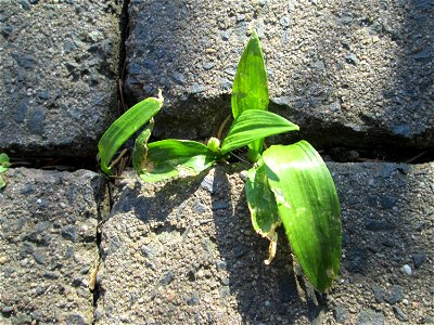 Bärlauch (Allium ursinum) in Hockenheim - ungewöhnlicher Standort mitten in der Stadt - sprießt sogar aus Bürgersteig-Ritzen