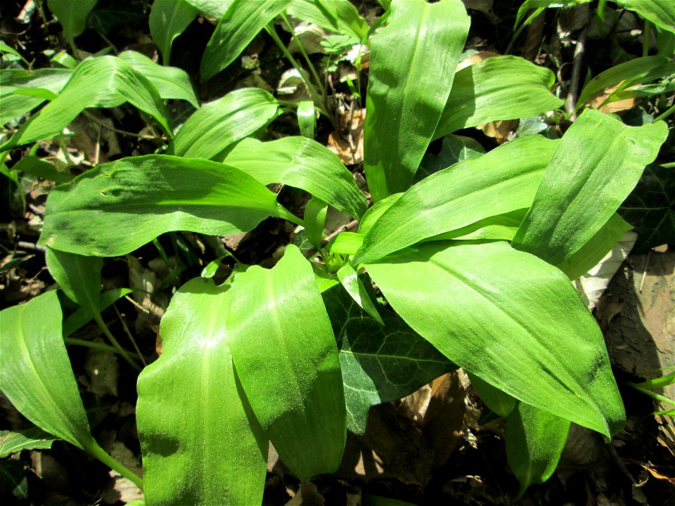 Bärlauch (Allium ursinum) im Unteren Saubusch in der Schwetzinger Hardt