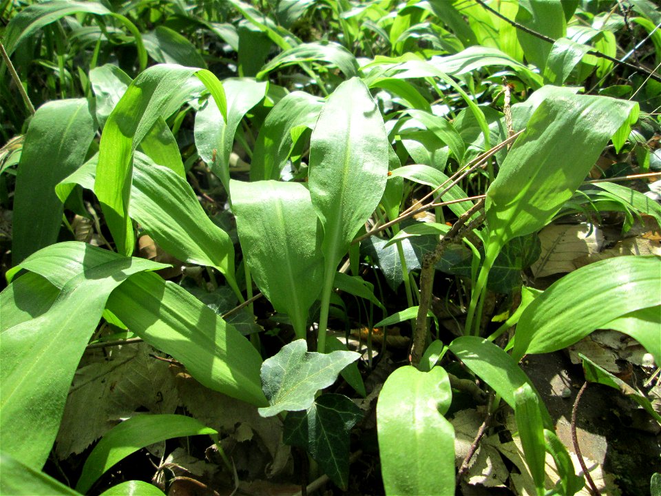 Bärlauch (Allium ursinum) im Unteren Saubusch in der Schwetzinger Hardt