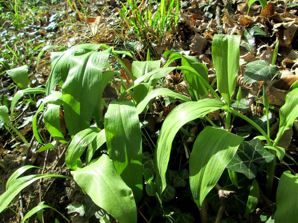 Bärlauch (Allium ursinum) im Unteren Saubusch in der Schwetzinger Hardt