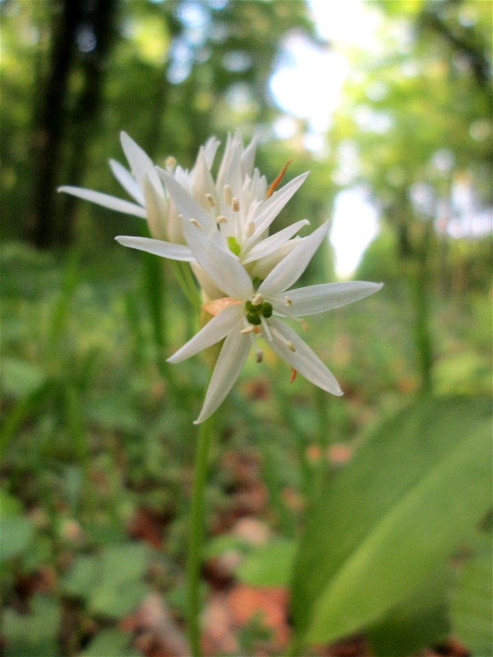 Bärlauch (Allium ursinum) im Unteren Saubusch in der Schwetzinger Hardt