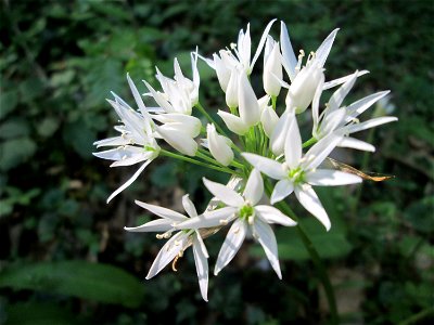 Bärlauch (Allium ursinum) im Unteren Saubusch in der Schwetzinger Hardt