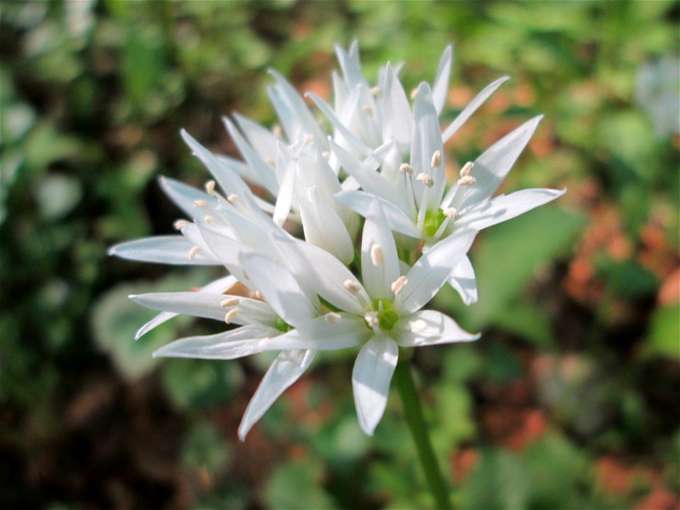 Bärlauch (Allium ursinum) im Unteren Saubusch in der Schwetzinger Hardt