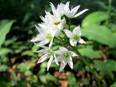 Bärlauch (Allium ursinum) im Unteren Saubusch in der Schwetzinger Hardt
