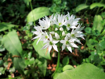 Bärlauch (Allium ursinum) im Unteren Saubusch in der Schwetzinger Hardt