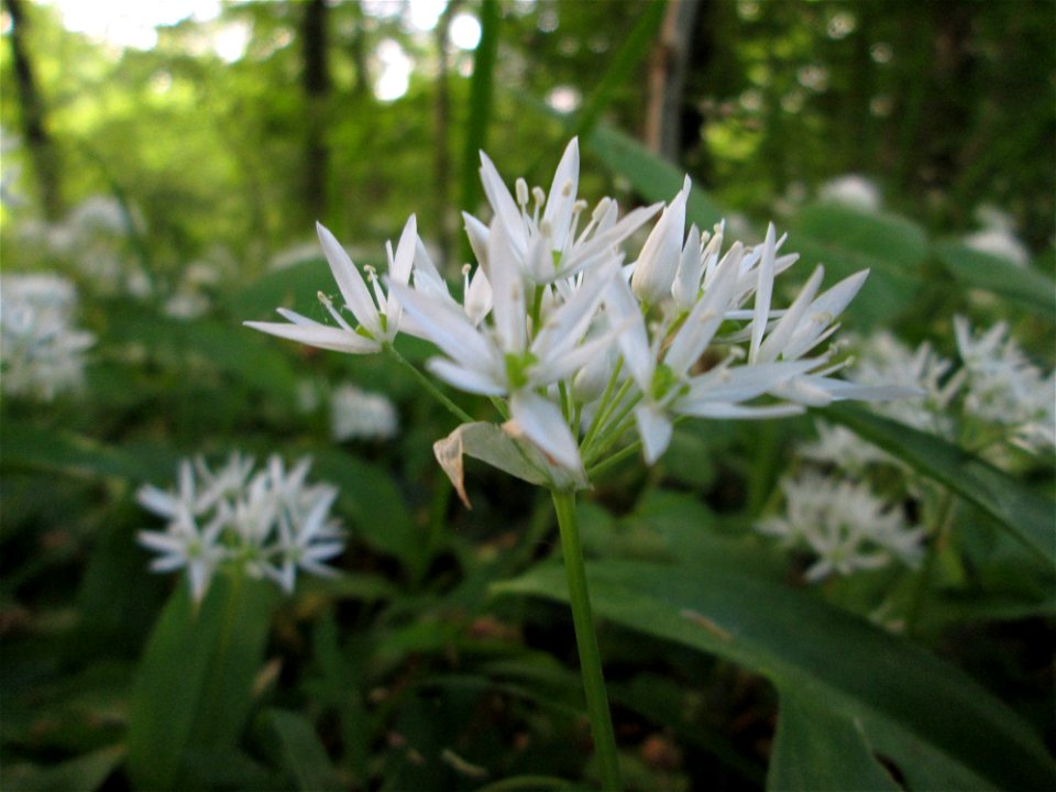 Bärlauch (Allium ursinum) im Landschaftsschutsgebiet „Saalbachniederung“ bei Bruchsal