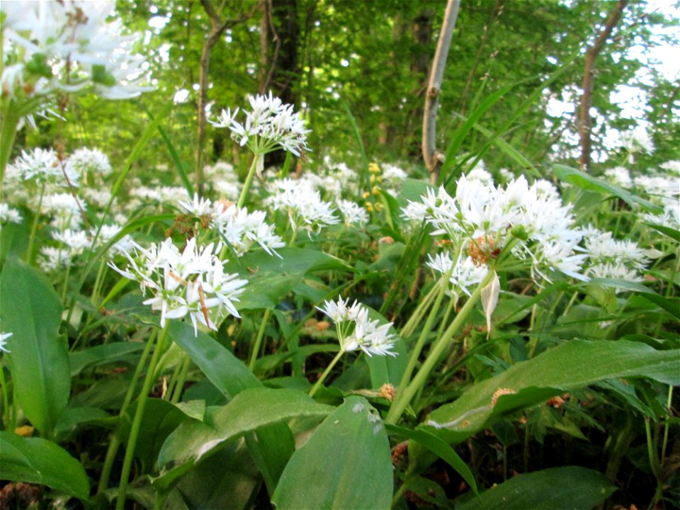 Bärlauch (Allium ursinum) im Landschaftsschutsgebiet „Saalbachniederung“ bei Bruchsal