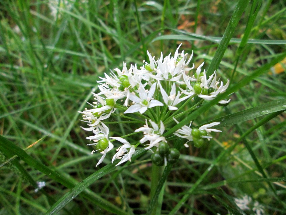 Bärlauch (Allium ursinum) an der Saar in Saarbrücken