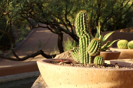 Arizona desert southwest