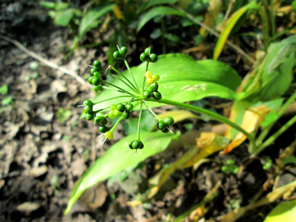Letzter Bärlauch (Allium ursinum) im Naturschutzgebiet „Ketscher Rheininsel“