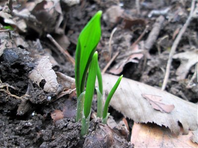 Erster Bärlauch (Allium ursinum) in der Schwetzinger Hardt