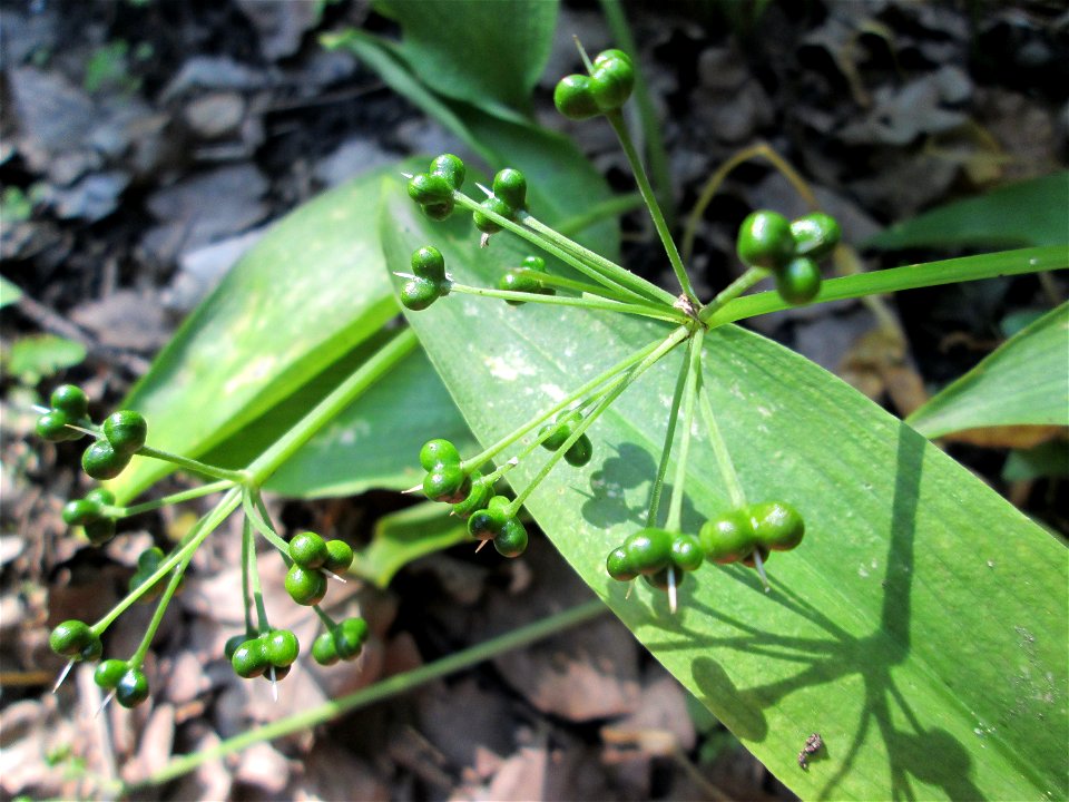 Letzter Bärlauch (Allium ursinum) im Naturschutzgebiet „Ketscher Rheininsel“