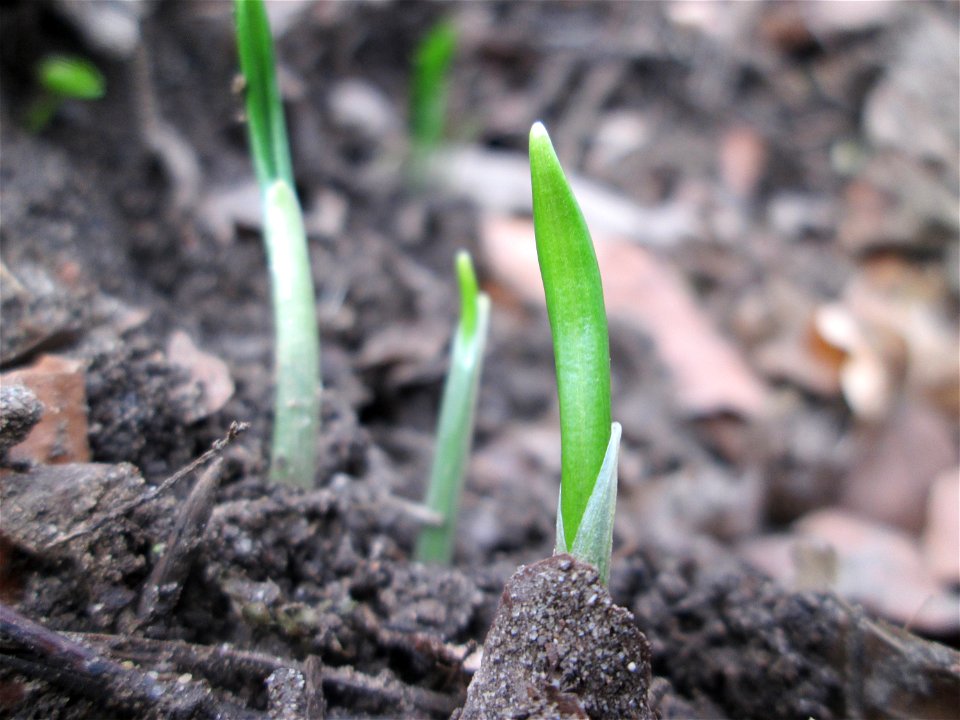 Erster Bärlauch (Allium ursinum) in der Schwetzinger Hardt