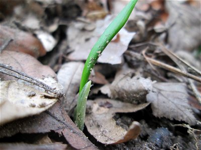 Erster Bärlauch (Allium ursinum) in der Schwetzinger Hardt