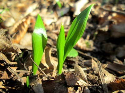 Erster Bärlauch (Allium ursinum) in der Schwetzinger Hardt