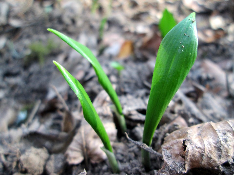 Erster Bärlauch (Allium ursinum) in der Schwetzinger Hardt