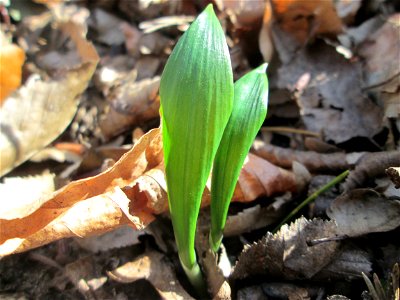 Erster Bärlauch (Allium ursinum) in der Schwetzinger Hardt