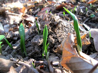 Erster Bärlauch (Allium ursinum) in der Schwetzinger Hardt
