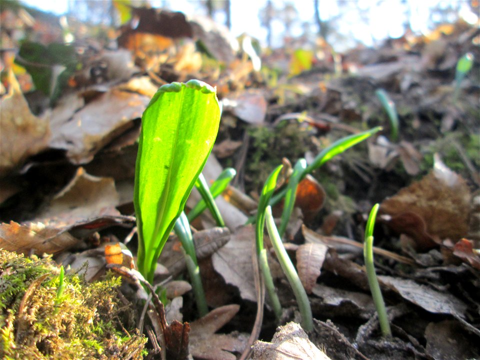 Erster Bärlauch (Allium ursinum) in der Schwetzinger Hardt