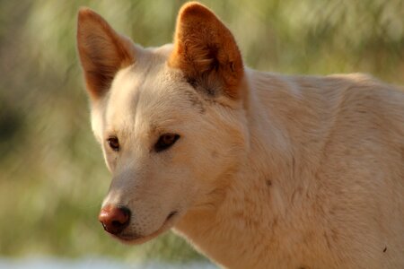 Nature cute dingo