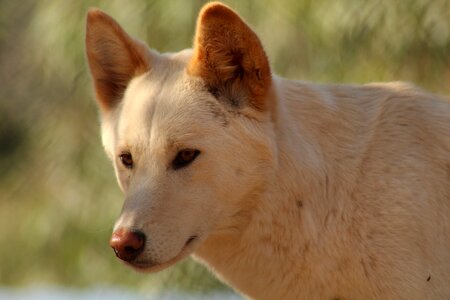 Nature cute dingo photo