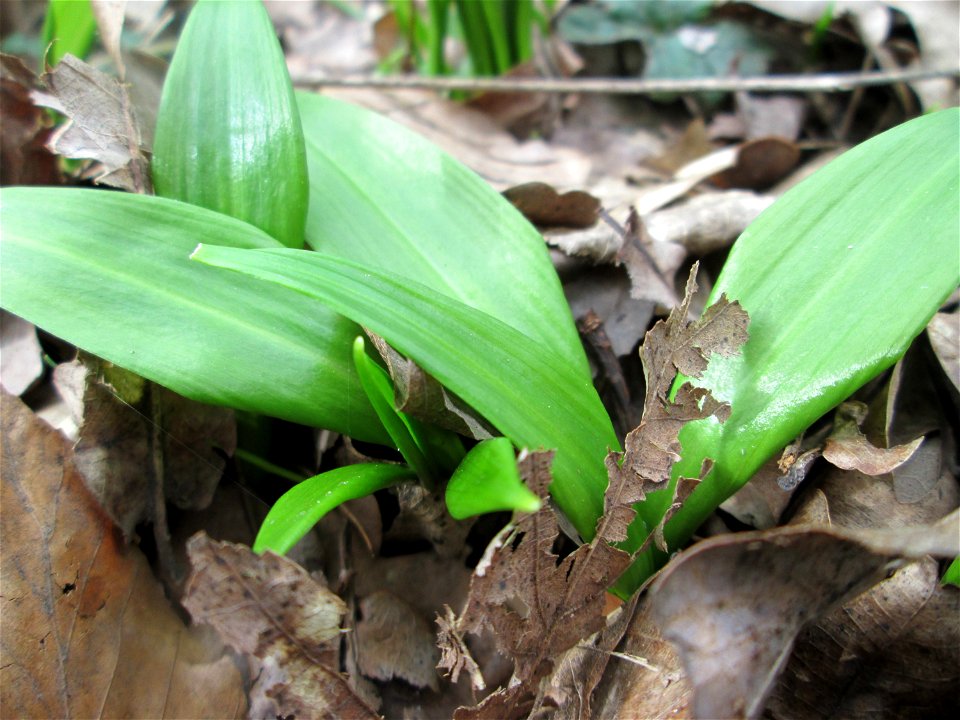 Bärlauch (Allium ursinum) nahe der Sternallee in der Schwetzinger Hardt