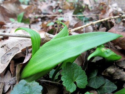 Bärlauch (Allium ursinum) nahe der Sternallee in der Schwetzinger Hardt