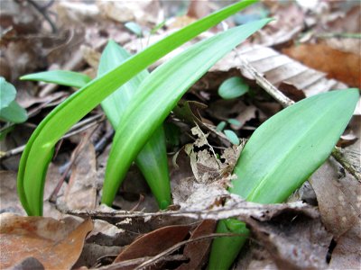 Bärlauch (Allium ursinum) nahe der Sternallee in der Schwetzinger Hardt