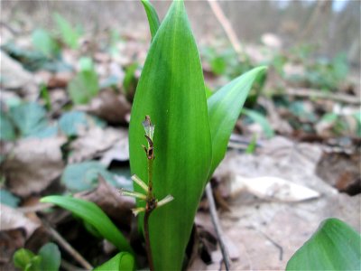 Bärlauch (Allium ursinum) nahe der Sternallee in der Schwetzinger Hardt