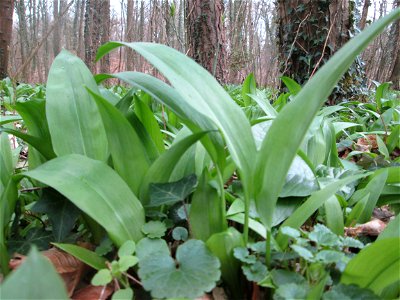 Bärlauch (Allium ursinum) am Hardtgraben in der Schwetzinger Hardt - bedeckt den Waldboden in Gewässernähe großflächig