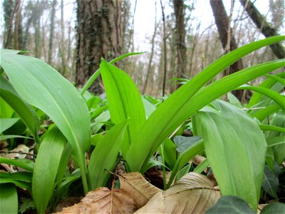 Bärlauch (Allium ursinum) am Hardtgraben in der Schwetzinger Hardt - bedeckt den Waldboden in Gewässernähe großflächig