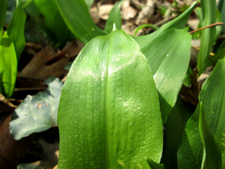 Bärlauch (Allium ursinum) an der Saar in Saarbrücken