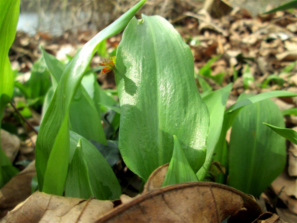 Bärlauch (Allium ursinum) an der Saar in Saarbrücken