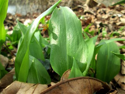 Bärlauch (Allium ursinum) an der Saar in Saarbrücken