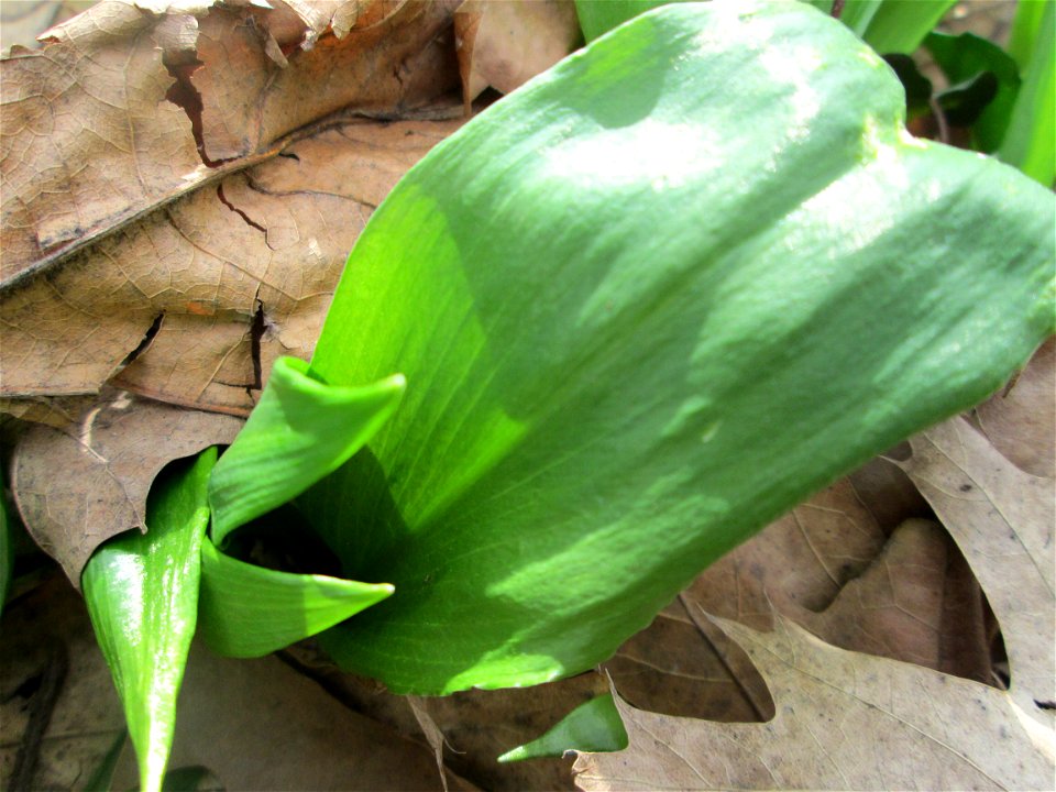 Bärlauch (Allium ursinum) an der Saar in Saarbrücken