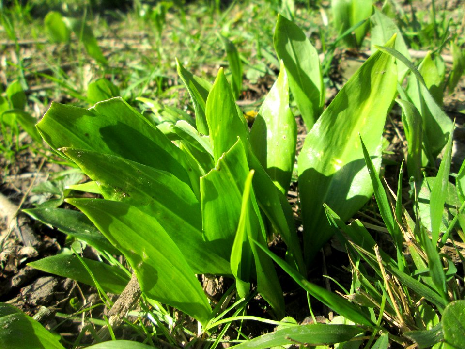 Bärlauch (Allium ursinum) an der Saar im Naturschutzgebiet "St. Arnualer Wiesen"
