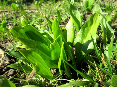 Bärlauch (Allium ursinum) an der Saar im Naturschutzgebiet "St. Arnualer Wiesen"