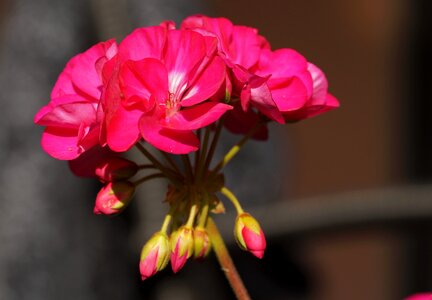 Geranium balcony ornamental photo