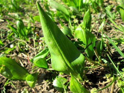 Bärlauch (Allium ursinum) an der Saar im Naturschutzgebiet "St. Arnualer Wiesen"