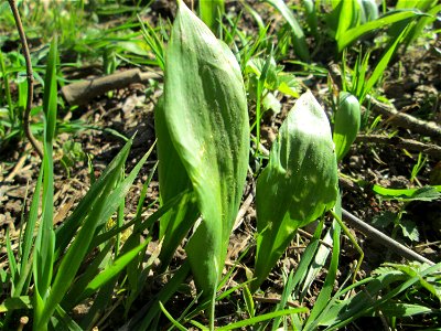 Bärlauch (Allium ursinum) an der Saar im Naturschutzgebiet "St. Arnualer Wiesen"